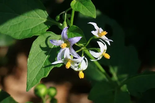 茄子是什么科植物類(lèi)型?一年生草本植物的代表。