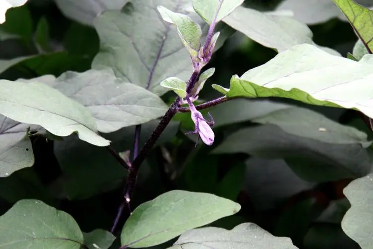 茄子是什么科植物類(lèi)型?一年生草本植物的代表。