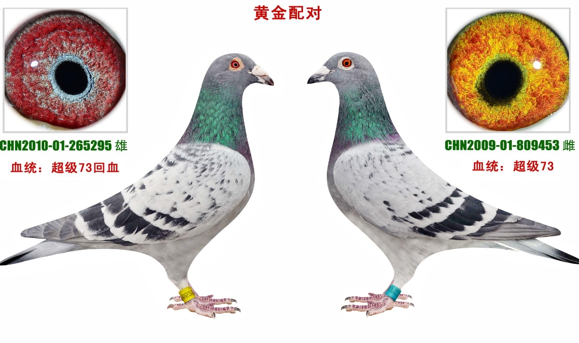 種鴿黃眼配黃眼的黃金法則,助你打造飛行冠軍。