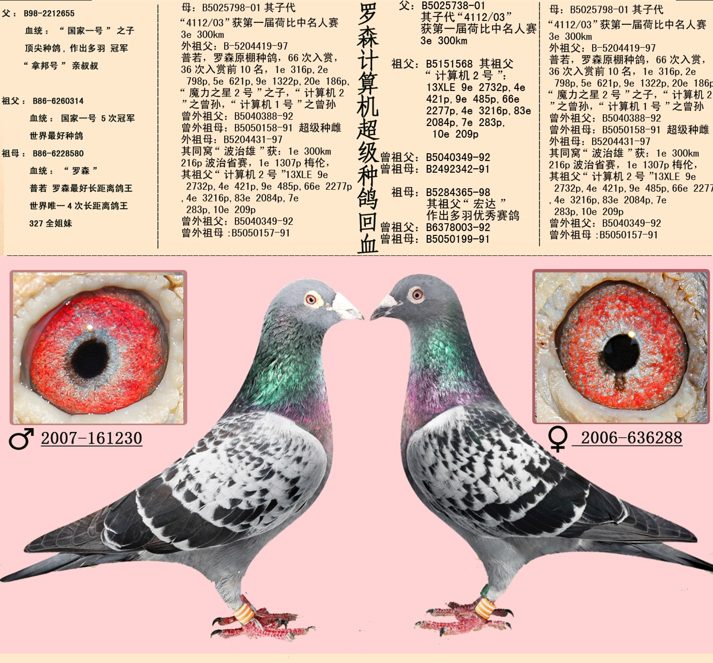 種鴿黃眼配黃眼的黃金法則,助你打造飛行冠軍。