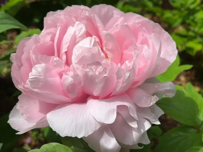 牡丹花的香味濃還是淡?牡丹香是酒?是蜜?還是茶?