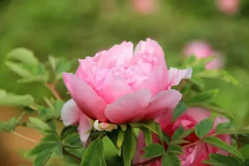 牡丹花的香味濃還是淡?牡丹香是酒?是蜜?還是茶?