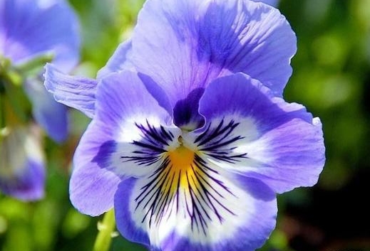 <b>花卉界的紫色誘惑：紫羅蘭與同科花卉的美麗邂逅</b>