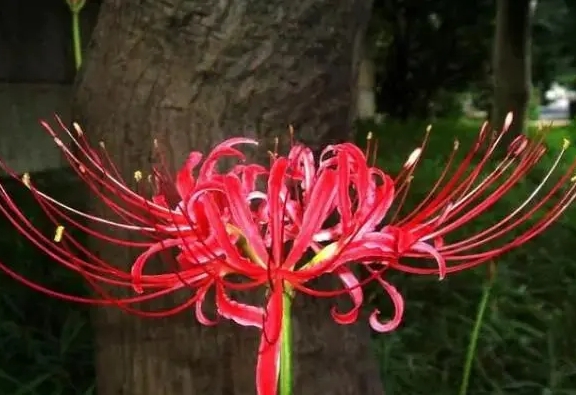<b>彼岸花吉利嗎？彼岸花開家庭種植的利與弊。</b>