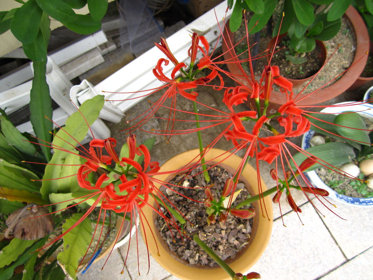 彼岸花吉利嗎?彼岸花開家庭種植的利與弊。