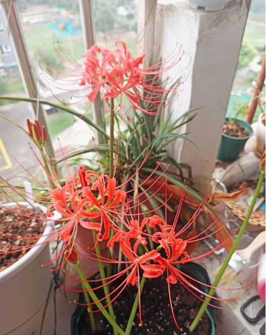 彼岸花吉利嗎?彼岸花開家庭種植的利與弊。