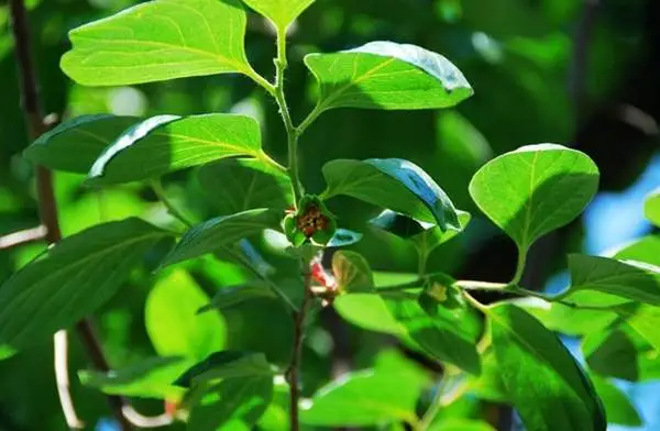 梅花有葉子嗎?冬日奇跡花盛開時為何“無葉”?