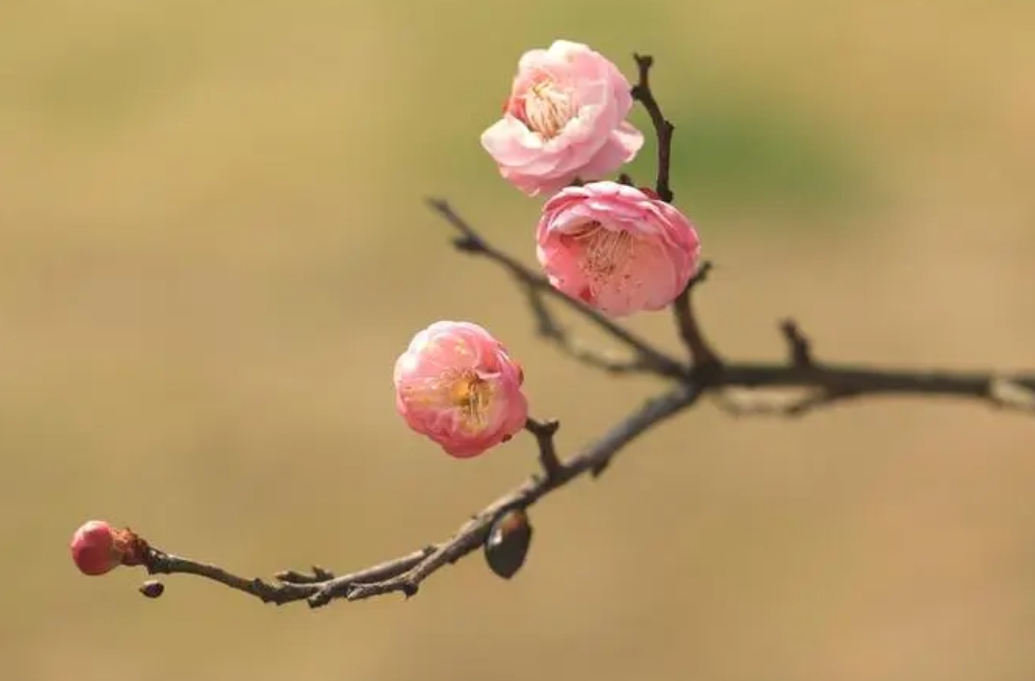 梅花有葉子嗎？冬日奇跡花盛開時為何“無葉”？