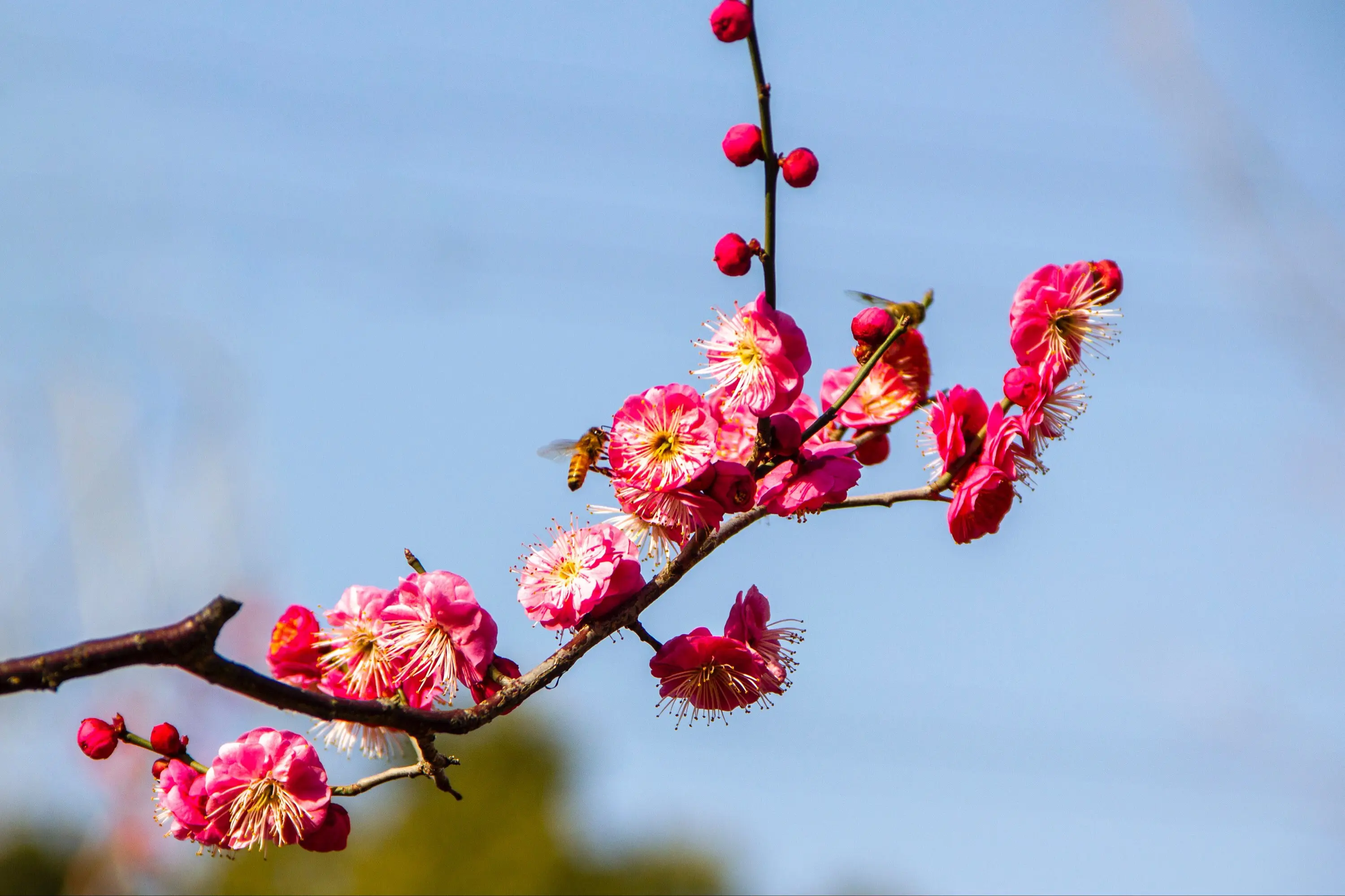 梅花有葉子嗎?冬日奇跡花盛開時為何“無葉”?