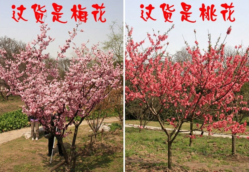 桃花和梅花怎么區分?驚艷早春一眼辨真偽!