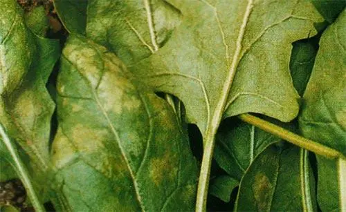 直擊菠菜殺手!菠菜霜霉病癥狀解析與防治指南