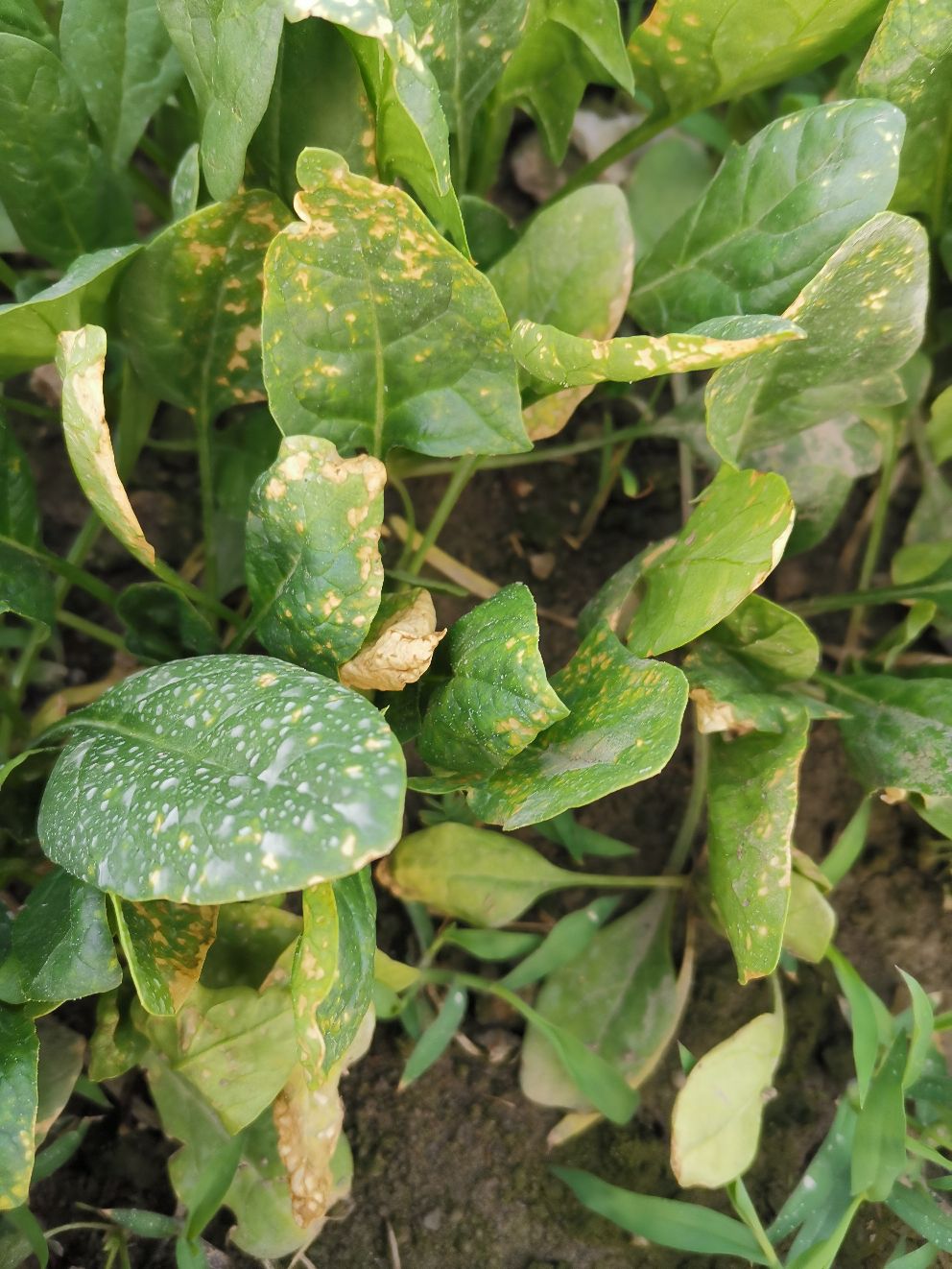 直擊菠菜殺手!菠菜霜霉病癥狀解析與防治指南