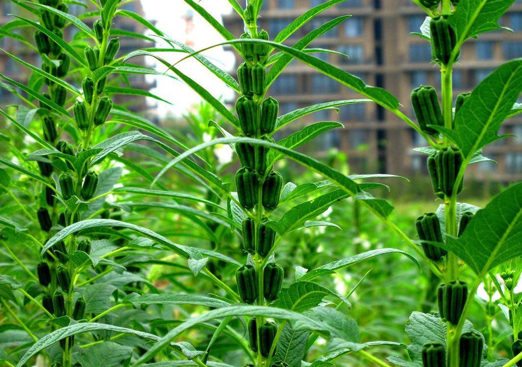 芝麻為什么那么小?體型雖小藏著大自然的生存哲學。