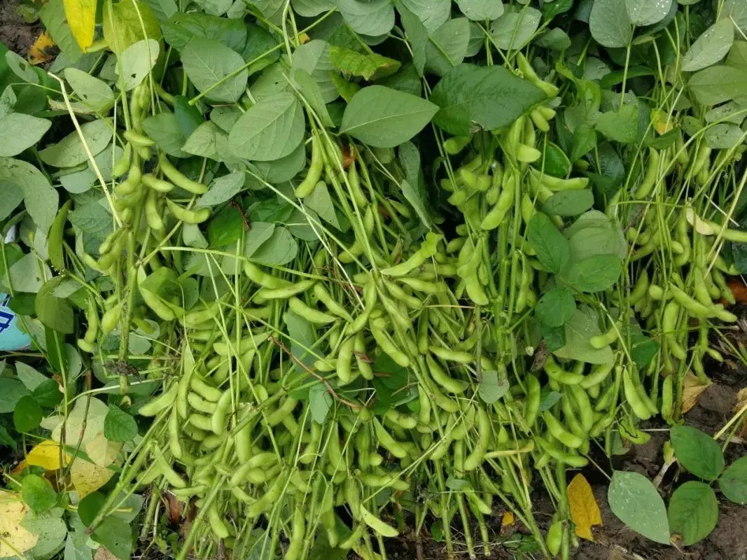 大豆營養雖高,大豆為何難當主食重任?