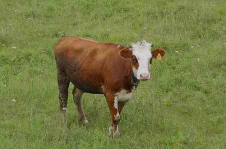 養(yǎng)殖新手必看：牛犢飼養(yǎng)多少天開始吃草料