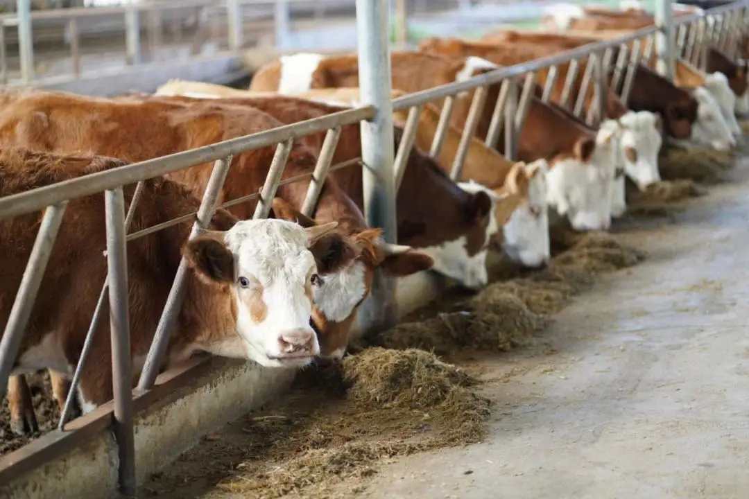 養殖新手必看:牛犢飼養多少天開始吃草料