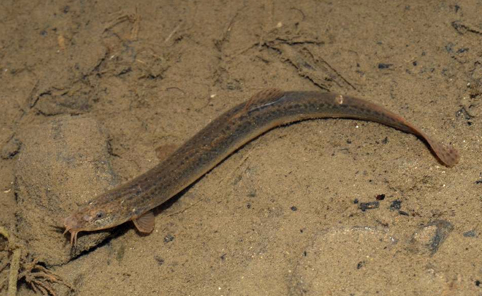 <b>黃鱔VS泥鰍：兩大淡水魚王的區別終極對決</b>