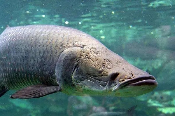 養(yǎng)護(hù)海象魚(yú)，打造家中獨(dú)一無(wú)二的熱帶風(fēng)情！