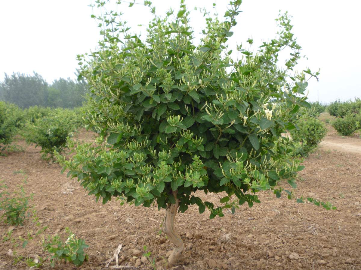 金銀花身份揭秘:究竟是木本還是草本植物分類?
