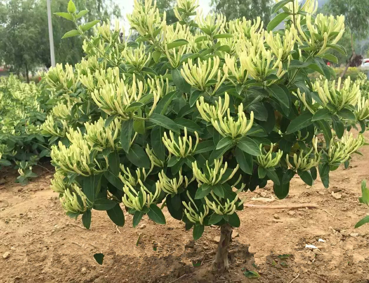 金銀花身份揭秘:究竟是木本還是草本植物分類?