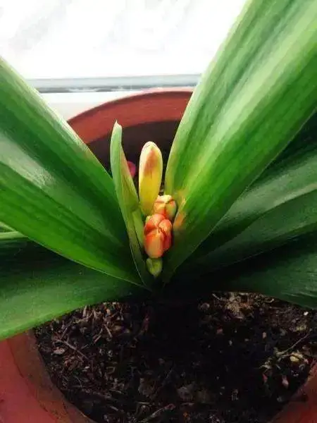 君子蘭開花‘夾箭’怎么破?應對夾箭尷尬,綻放高雅之姿!