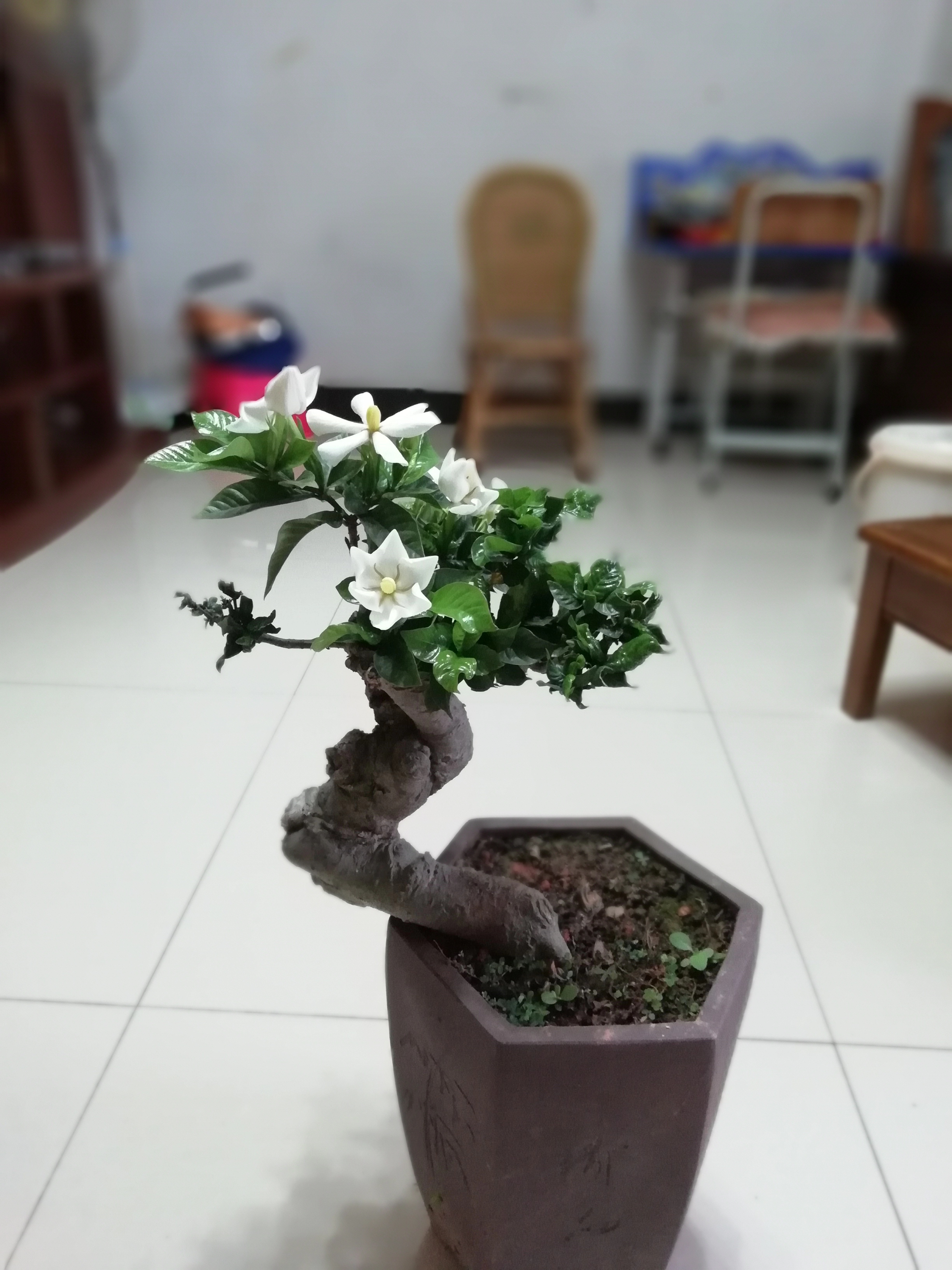 揭秘梔子花偏愛的土壤與環境秘密,告別養花難。