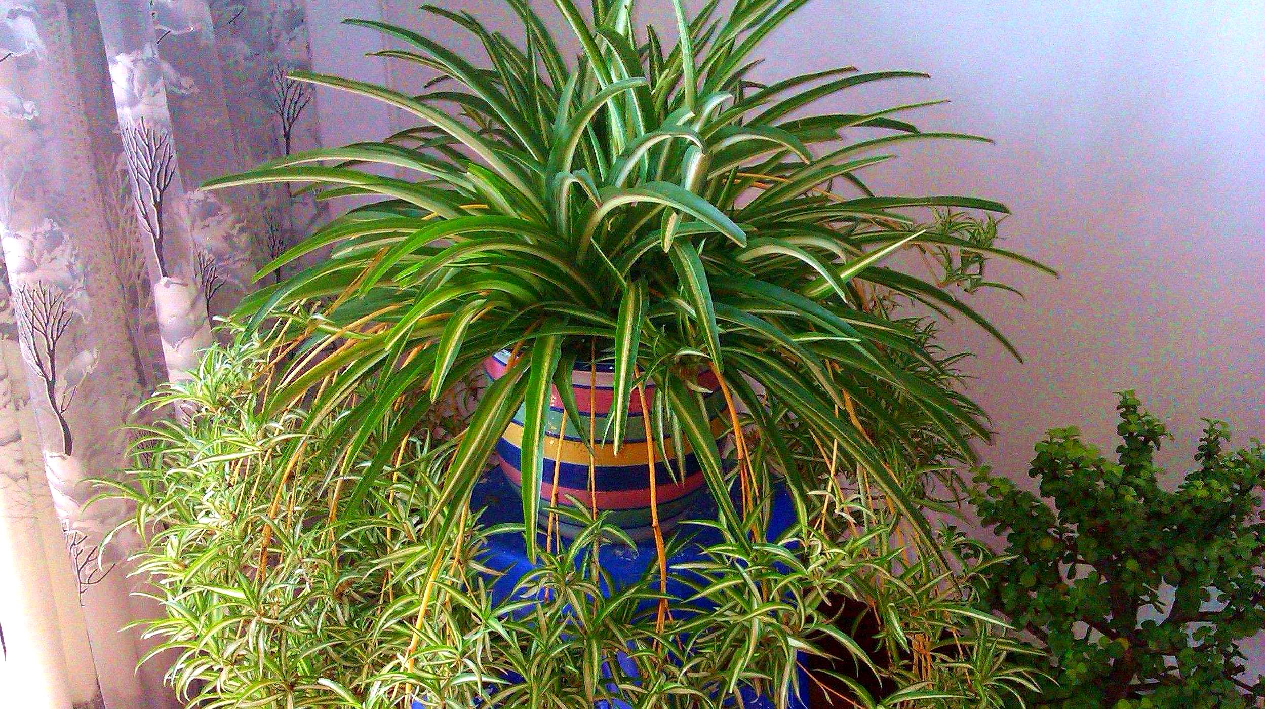 吊蘭:綠植界的‘小強(qiáng)’,好養(yǎng)活到讓人驚嘆!