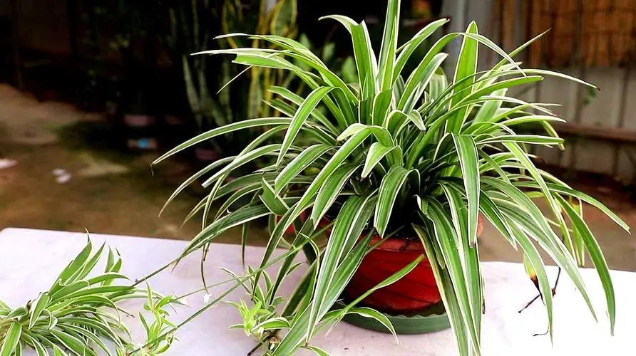 吊蘭:綠植界的‘小強(qiáng)’,好養(yǎng)活到讓人驚嘆!