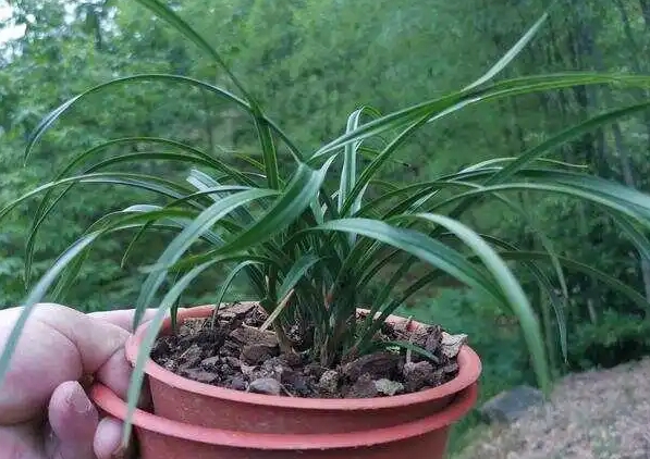 蘭花換盆換植料黃金期，選對時機煥發新生機！