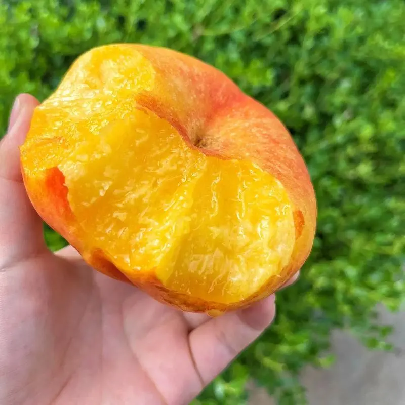 蟠桃不只是扁的!形狀多樣你了解多少?