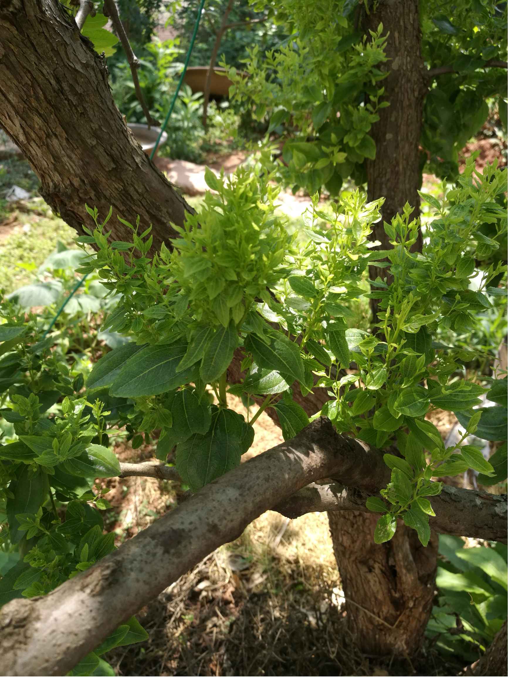 蜜棗樹的葉子瘋長長密密麻麻是什么原因,警惕葉片異常增生問題。