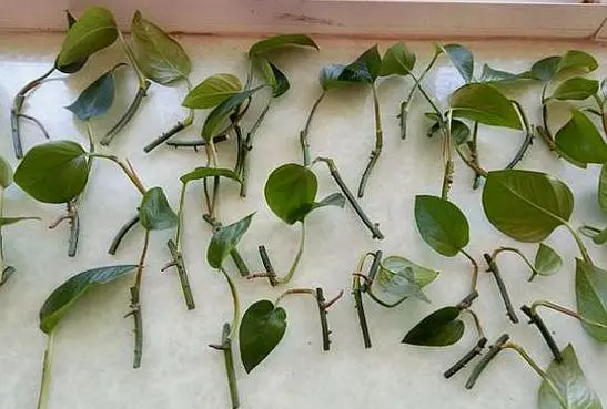 綠蘿能用枝條扦插繁殖嗎?一學就會秘籍