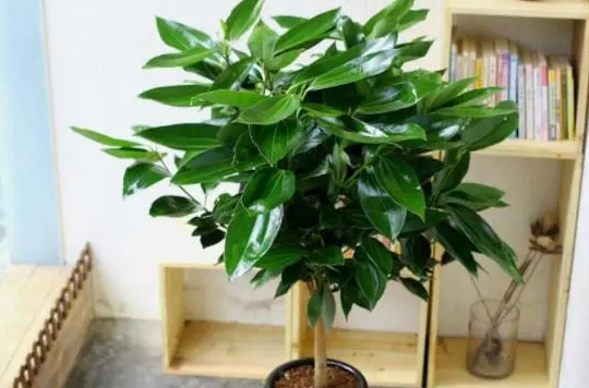 <b>平安樹適合用什么花盆種植？盆器選對(duì)綠意加倍！</b>