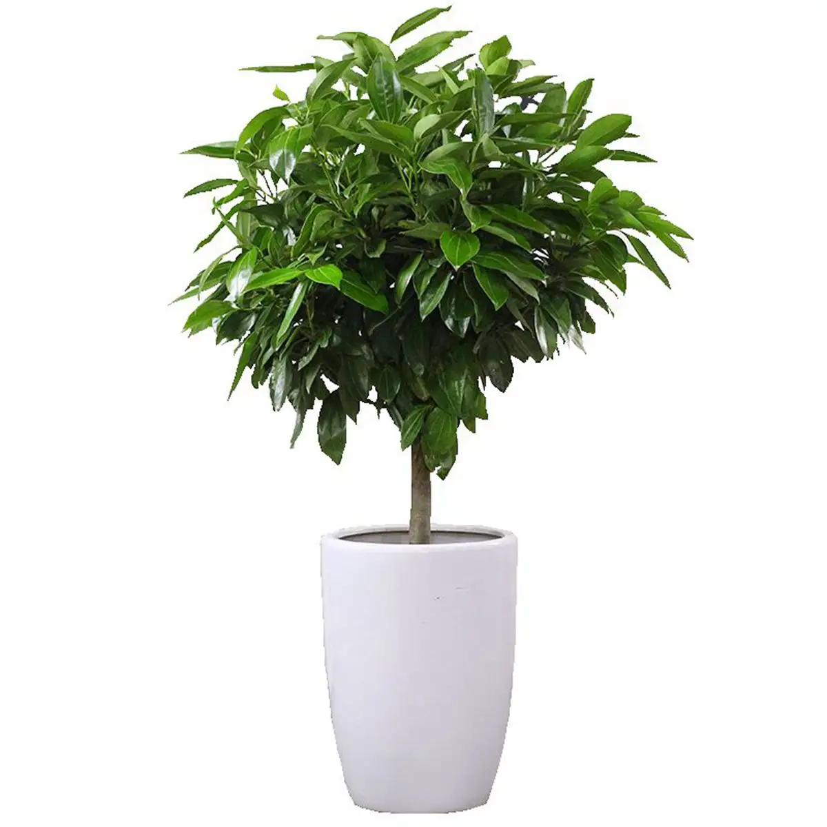 平安樹適合用什么花盆種植?盆器選對綠意加倍!