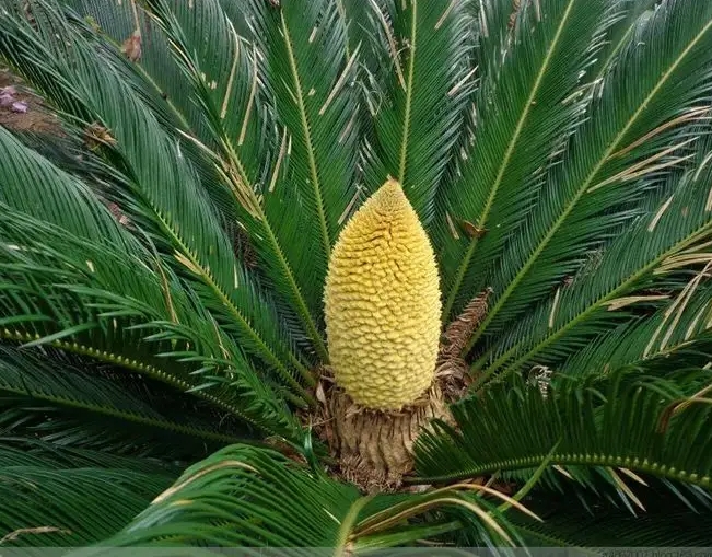 <b>鐵樹的葉子為什么又硬又尖？植物進化論的完美證明。</b>