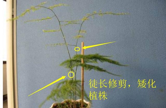 文竹新芽長太長了怎么修剪?精致文竹盆栽攻略。