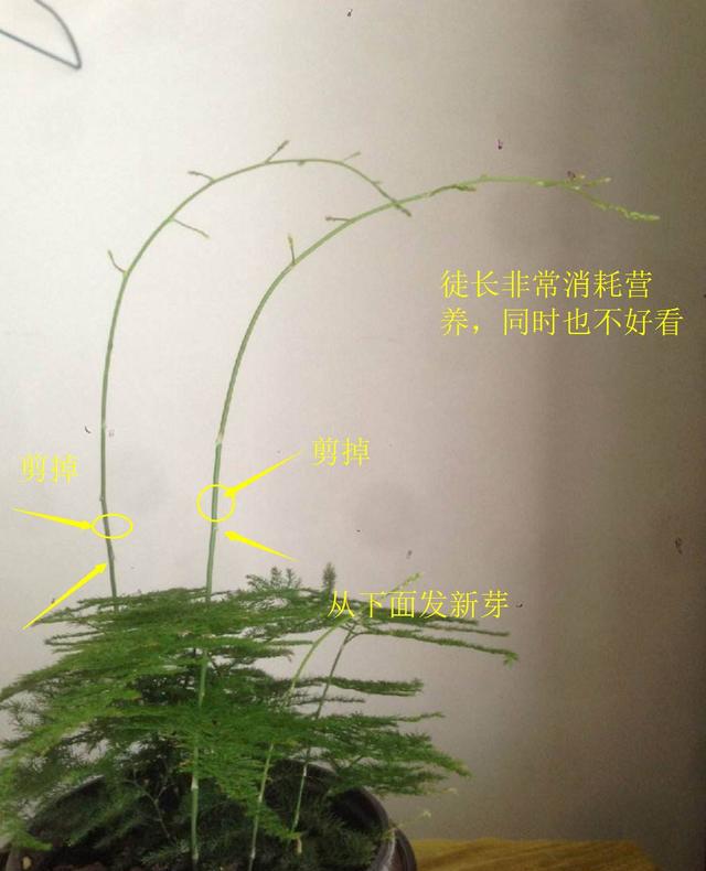 文竹新芽長太長了怎么修剪?精致文竹盆栽攻略。