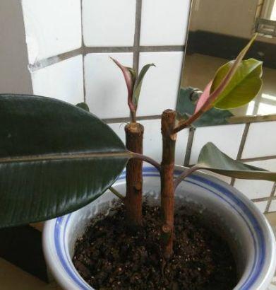 怎么讓橡皮樹多憋叉?四步打造繁茂綠植!