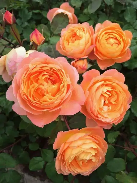 月季花有多少種顏色?領略花中皇后的色彩之美!