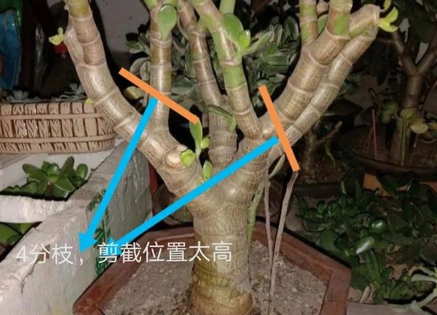 玉樹變身記:一剪一修,輕松打造大樹型