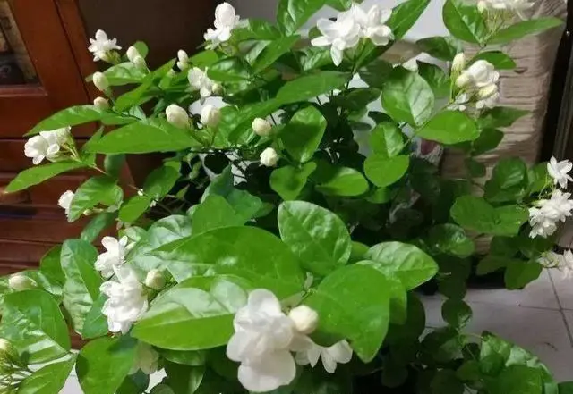 家中茉莉花盆栽花朵能泡水喝嗎?自制清新茶飲。