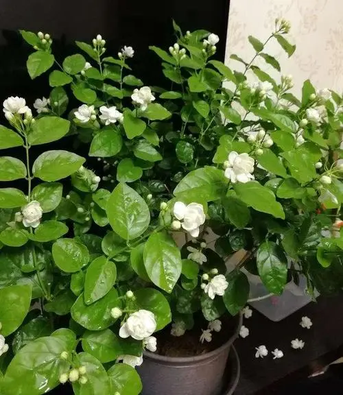 家中茉莉花盆栽花朵能泡水喝嗎?自制清新茶飲。
