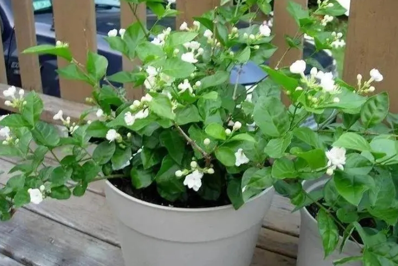家中茉莉花盆栽花朵能泡水喝嗎?自制清新茶飲。