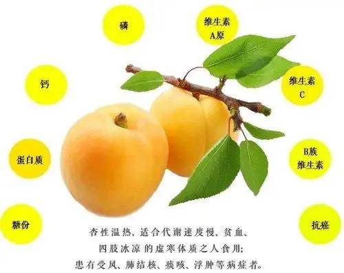 杏子一天最多吃幾個合適?每日限量,美味不超標
