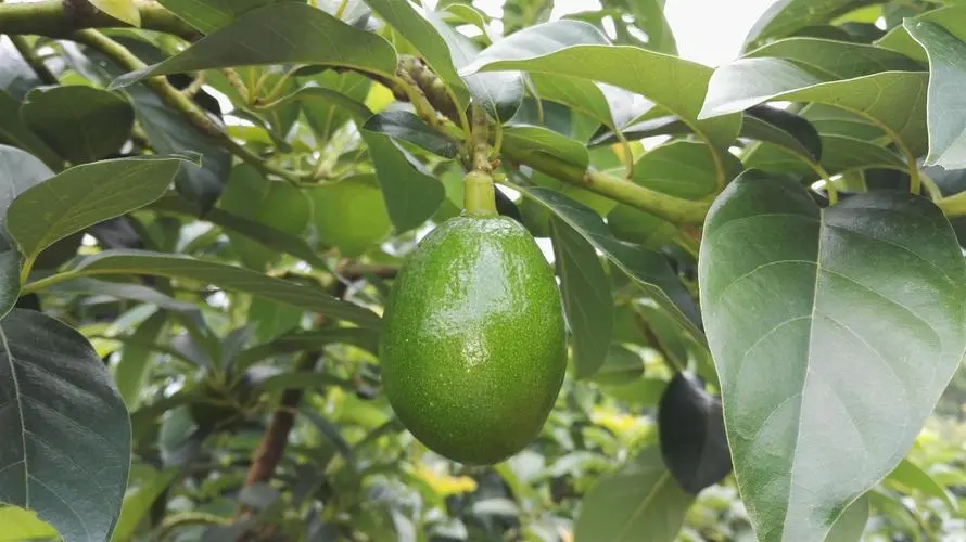 牛油果樹長什么樣子?高清美圖帶你領略牛油果樹之美!