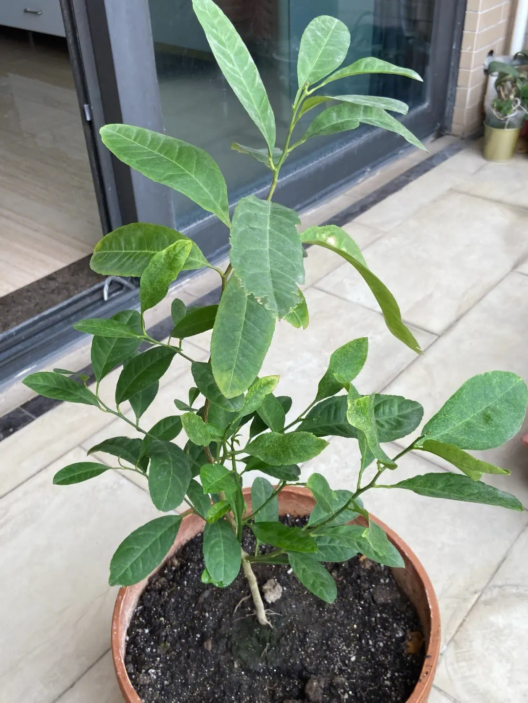 檸檬樹盆栽養護攻略,專家分享種植技巧檸檬香滿屋。
