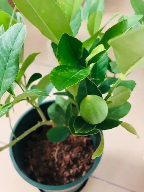 檸檬樹盆栽養護攻略,專家分享種植技巧檸檬香滿屋。