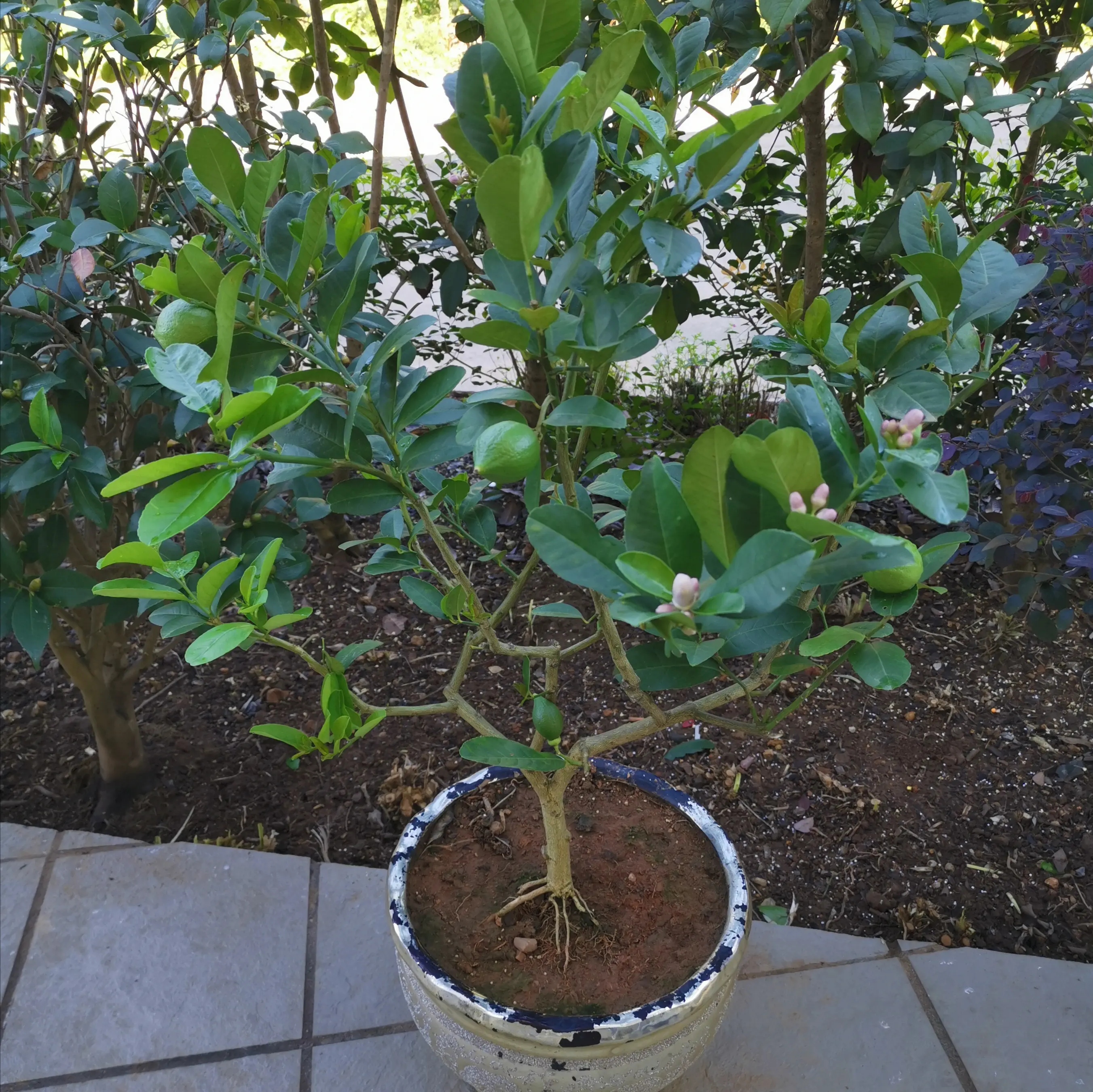 檸檬樹盆栽養護攻略,專家分享種植技巧檸檬香滿屋。