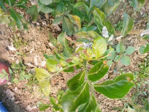 黃皮果樹(shù)梢腐病癥狀介紹及高效藥劑克星推薦