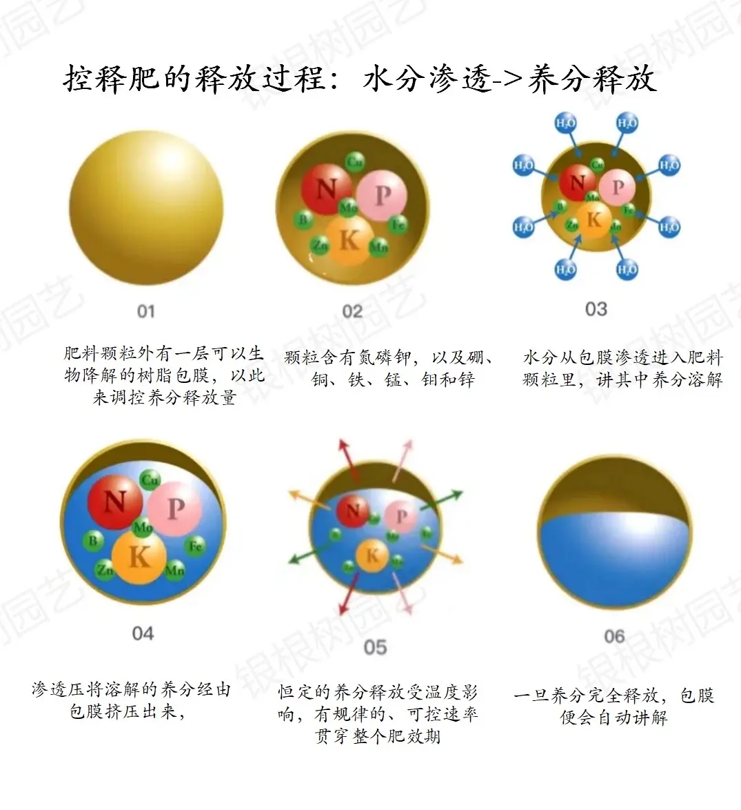 緩控釋肥:為作物量身定制的“營養餐”